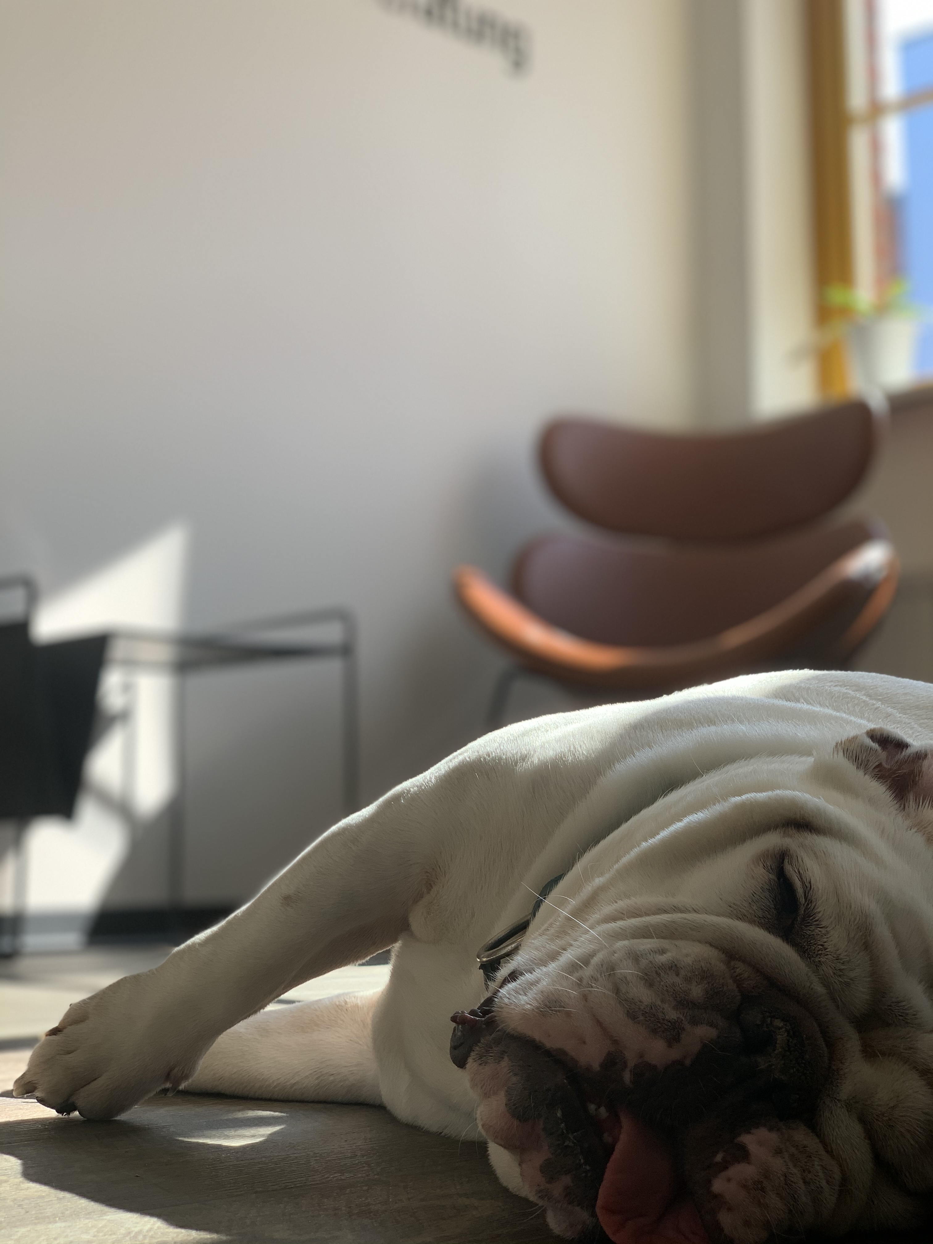 Elvis unser Bürohund